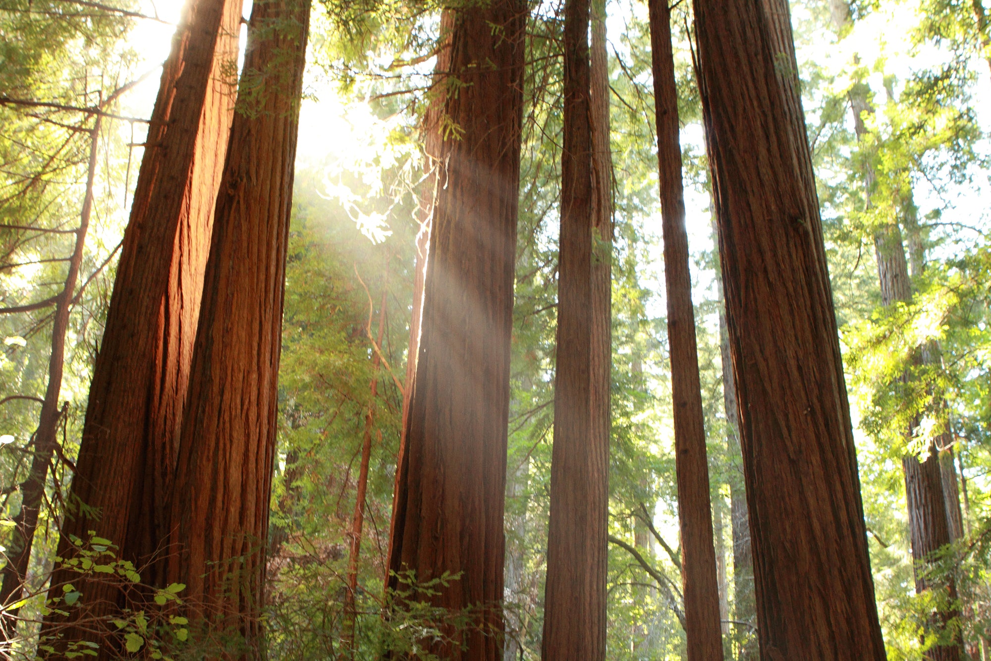 Muir Woods National Monument